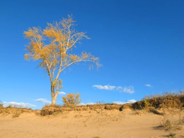 kum üzerinde sonbahar ağacı
