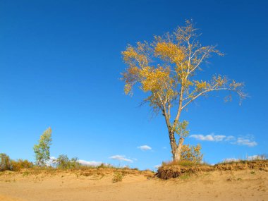 kum üzerinde sonbahar ağacı
