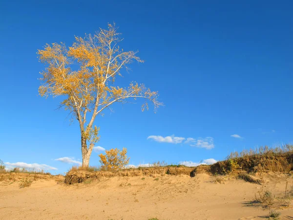 kum üzerinde sonbahar ağacı