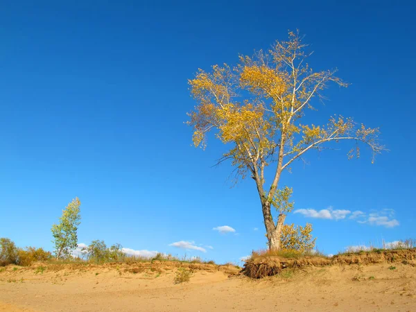 kum üzerinde sonbahar ağacı