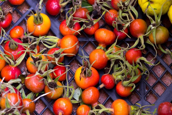 Olgun dogrose. Briar. Berry arka plan.