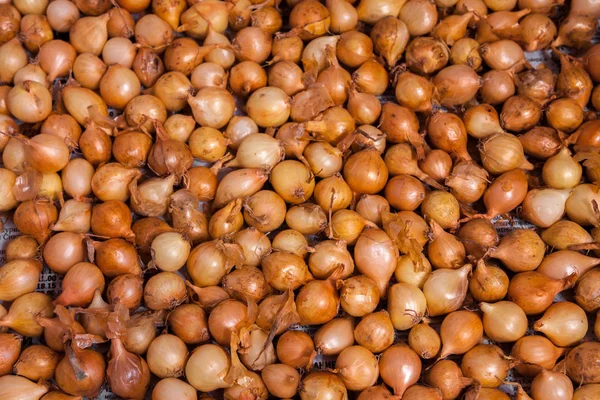 Taze sarı soğan. Soğan yemek arka plan olarak. Olgun soğan sarı ışık. Üstten görünüm. Yakın çekim.