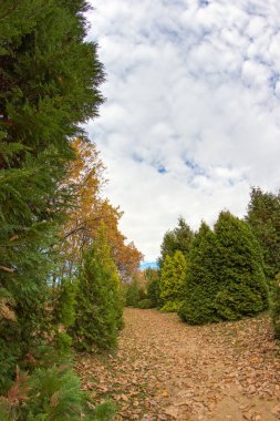  Dikey görüntü ardıç ve düşen yapraklar sonbahar. Park sokak.