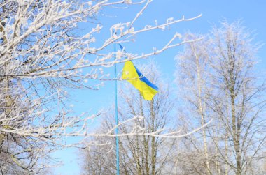 Ukrayna bayrağı frost ile kaplı ağaçlar bir arka plan üzerinde