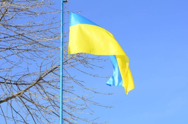 Ukrayna bayrağı frost ile kaplı ağaçlar bir arka plan üzerinde