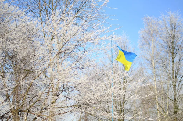 Прапор України на тлі дерева покриті морозу — стокове фото