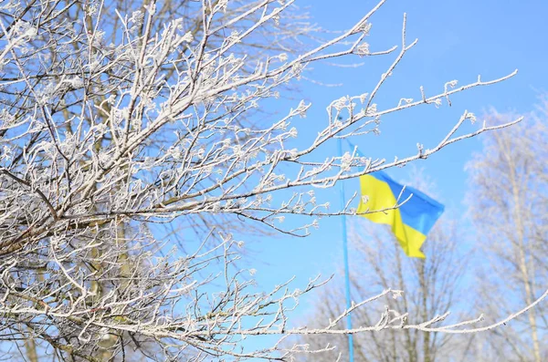 Прапор України на тлі дерева покриті морозу — стокове фото