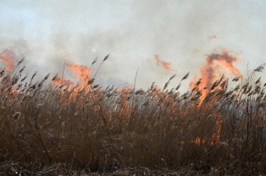 Sazlık ve kuru ot Temizleme. Doğal afet. Kuru ot yanan .