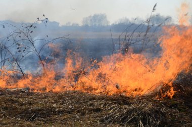 Sazlık ve kuru ot Temizleme. Doğal afet. Kuru ot yanan .