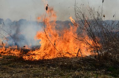 Sazlık ve kuru ot Temizleme. Doğal afet. Kuru ot yanan .
