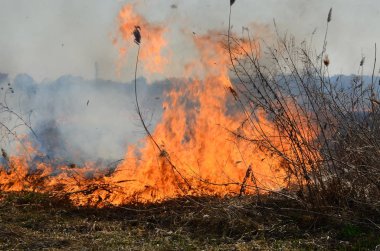 Sazlık ve kuru ot Temizleme. Doğal afet. Kuru ot yanan .