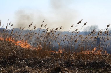 Sazlık ve kuru ot Temizleme. Doğal afet. Kuru ot yanan .