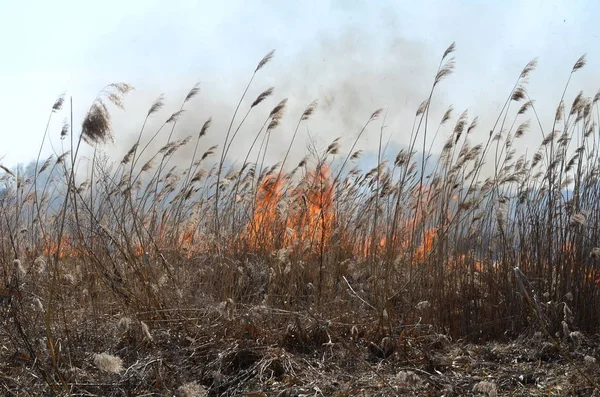 Reinigung der Felder von Schilf und trockenem Gras. Naturkatastrophe. Trockenes Gras verbrennen . — Stockfoto