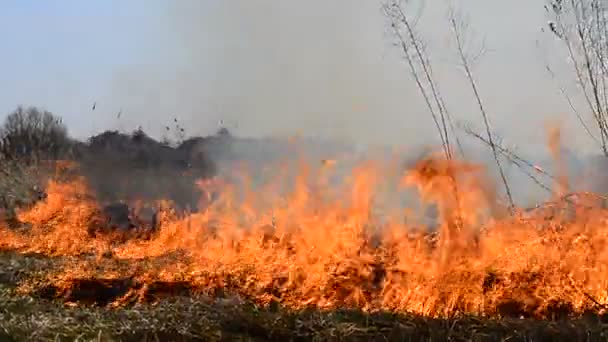 Het schoonmaken van het gebied van het riet en droog gras. Natuurramp. Branden droog gras . — Stockvideo