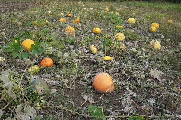 Stapel van kleine schattige pompoenen bij pompoen patch — Stockfoto