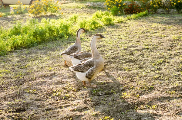 Gölet yakınındaki gün güneşli bir yaz yeşil çim yürüyüş iki kaz. Kuşlar sadece nehre yüzdü ve önemli bir görünümü ile mide gıda ile doldurulmuş eve. Kadın ve erkek çiftçi kuş