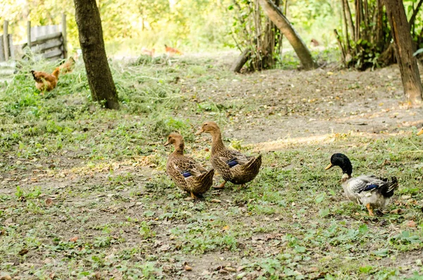 Geese on green grass — Stock Photo, Image