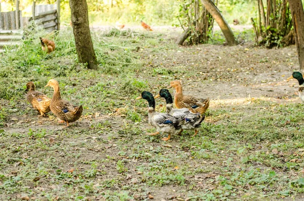 Husy na zelené trávě — Stock fotografie