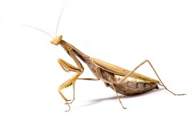 göçebe keman mantis, beyaz arka plan önünde gongylus gongylodes
