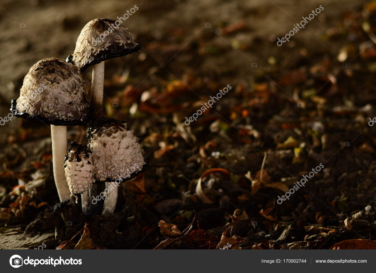 Poisonous Mushrooms Growing Under The Trees In The Garden Stock