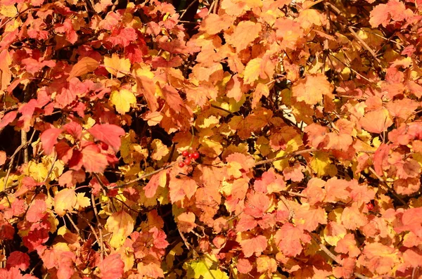 Outono fundo plano natural com folhas de bordo vermelho colorido em uma grama verde — Fotografia de Stock