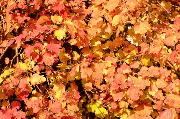 Осенний естественный плоский фон с красочными красными листьями клена на зеленой траве — стоковое фото