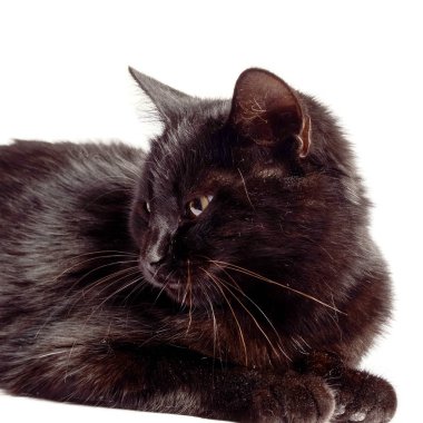 Kara kedi oturan ve üzerinde beyaz izole kamera bakıyor