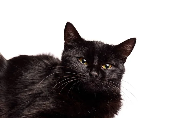 Black Cat sentado e olhando para a câmera, isolado em branco — Fotografia de Stock