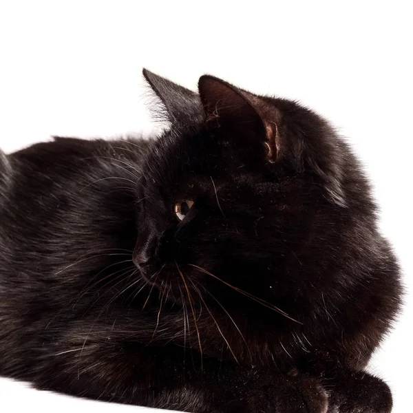 Black Cat sitting and looking at the camera, isolated on white — Stock Photo, Image