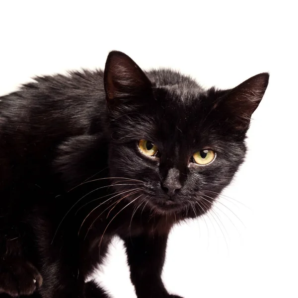 Black Cat sentado e olhando para a câmera, isolado em branco — Fotografia de Stock
