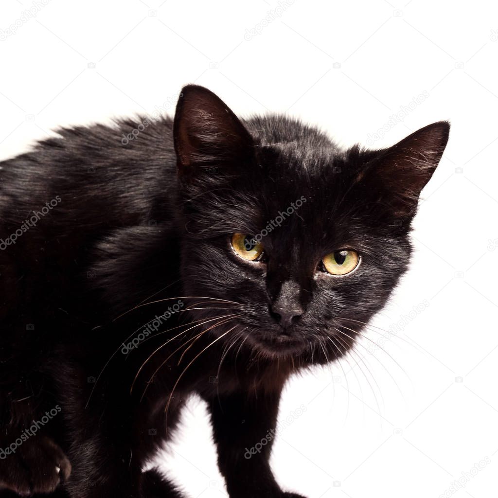Black Cat sitting and looking at the camera, isolated on white