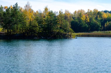 Ormandaki güzel bir gölün manzarası