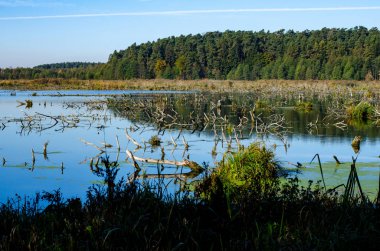 Ormandaki güzel bir gölün manzarası