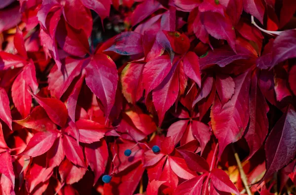 Folhas vermelhas de queda escalar um multi edifício armazenado fasade, omitindo janelas. Fundo sazonal do outono. Papingo village, Zagorochoria, Grécia — Fotografia de Stock