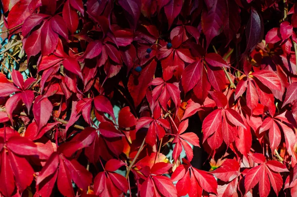 Осенние красные листья поднимаются на многоэтажный фасад здания, опуская окна. Сезонный осенний фон. Деревня Папинго, Загорохория, Греция — стоковое фото