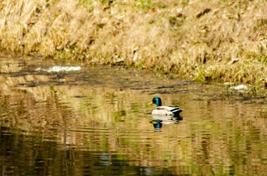Göldeki ördek manzarası