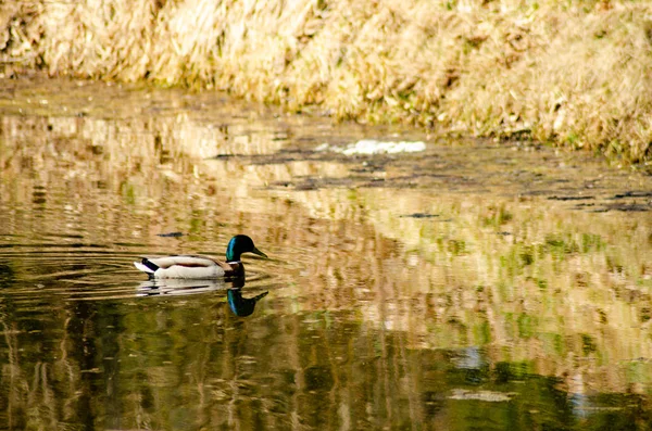 Vue Des Canards Sur Lac — Photo