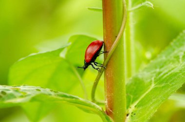 Bitki üzerindeki kırmızı uğur böceğinin yakın görüntüsü