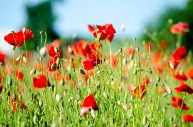 kırmızı haşhaş tarlası, yakın plan görünüm 