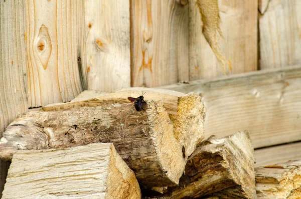 Zbliżenie Widok Owada Stare Drewniane Kłody — Zdjęcie stockowe