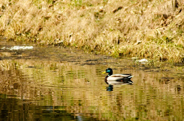 Vue Des Canards Sur Lac — Photo