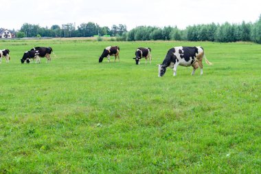 Yeşil bir çayırda otlayan inekler