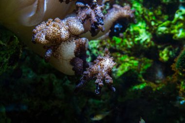 Tropikal denizin güzel sualtı dünyası