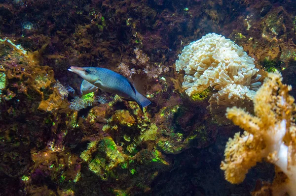 Podwodna Scena Tropikalnymi Rybami Morzu Czerwonym — Zdjęcie stockowe