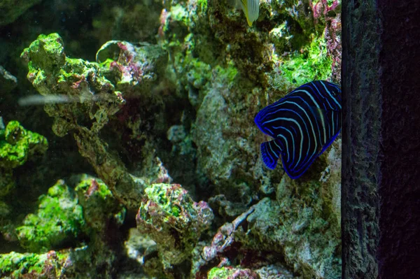 Underwater View Colorful Fish Red Sea — Stock Photo, Image