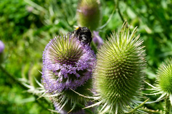 Close View Thistle Flower — Stock Photo, Image