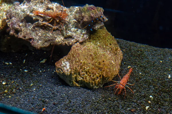 Close Red Crab Rocks — Stock Photo, Image