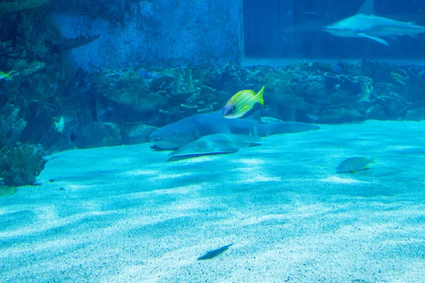 Foto Subaquática Peixe Aquário — Fotografia de Stock