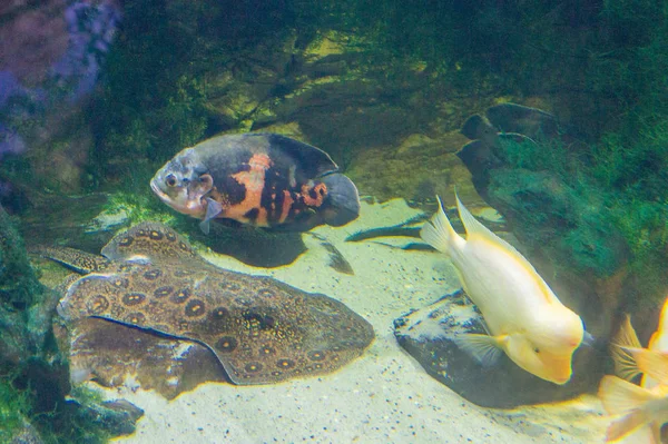 Fish Aquarium Close View — Fotografia de Stock