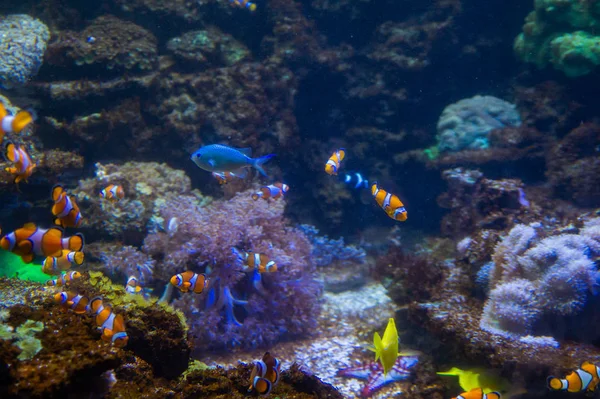 Podwodny Widok Ryby Morzu Czerwonym — Zdjęcie stockowe